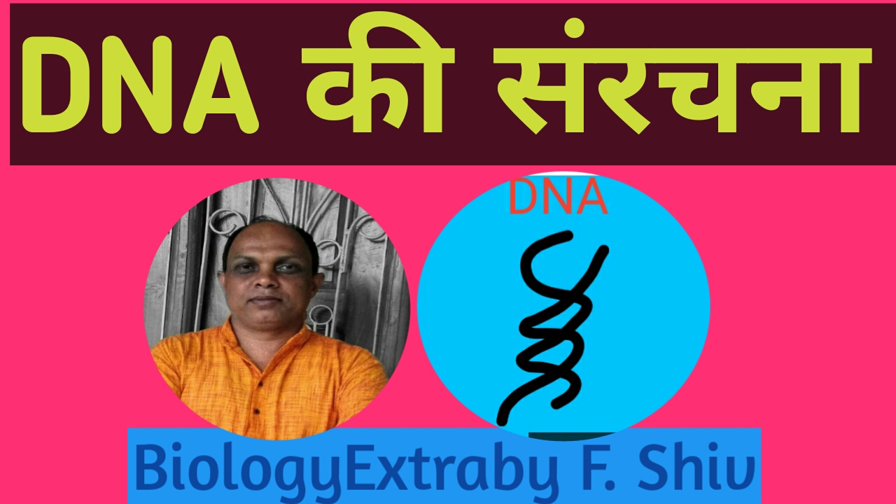 dna-structure-of-dna-biology-extra