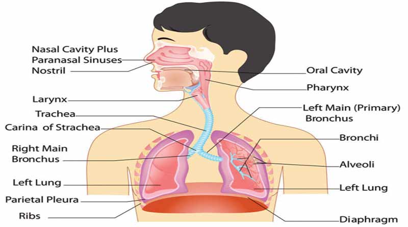 online-science-quiz-06-human-respiratory-system