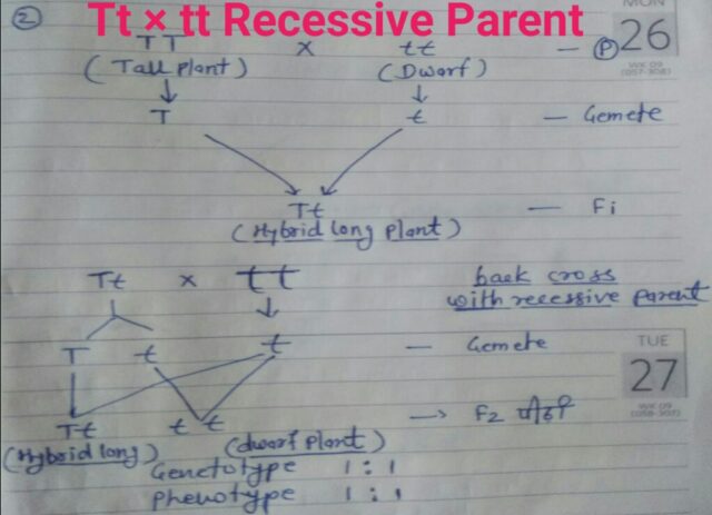 What is Back Cross - Biology Extra