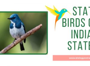 State Birds of Indian State