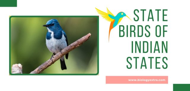 State Birds of Indian State