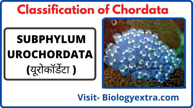 SUB-PHYLUM-UROCHORDATA