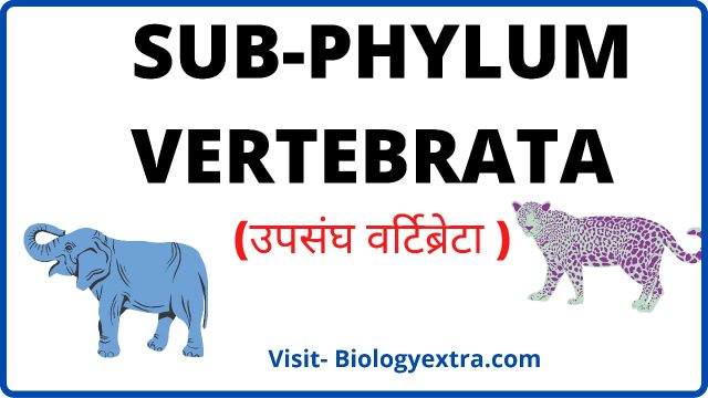 SUBPHYLUM-VERTEBRATA