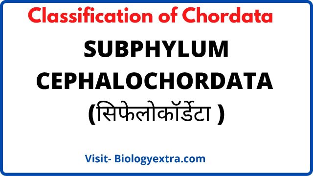 subphylum-cephalochordata.