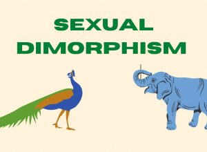 sexual dimorphism in animals