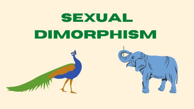 sexual dimorphism in animals