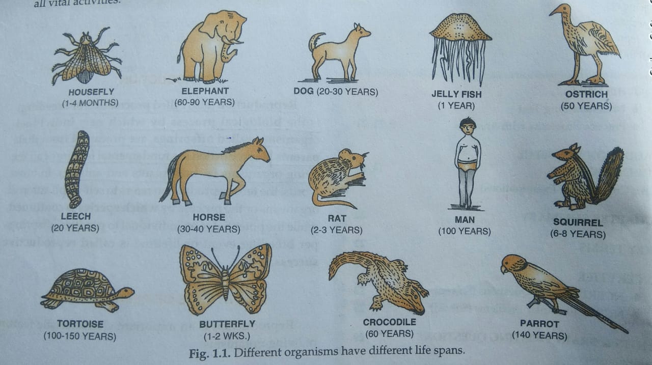 LIFE SPAN IN ORGANISM Biology Extra