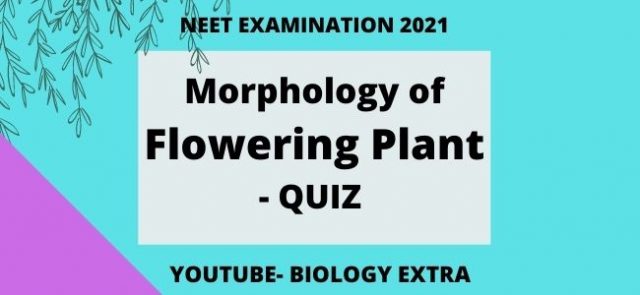 morphology of flowering plant