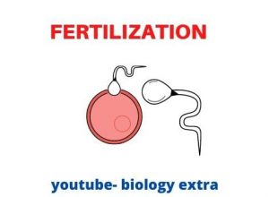 what is fertilization
