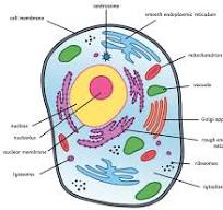 animal cell