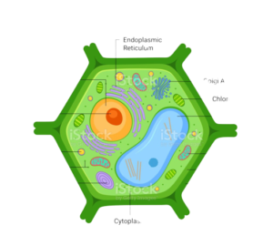 plant_cell