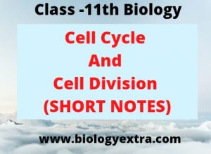 cell-cycle-and-cell-division-short-notes-