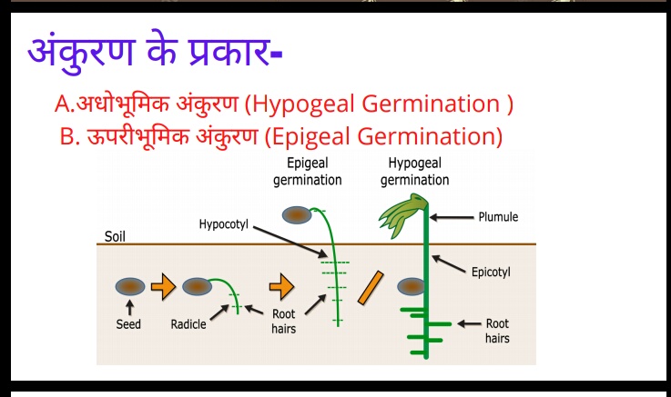 germination-types
