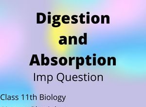 Digestion-and-Absorption-1