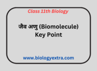 जैव अणु ( biomolecule ) key points