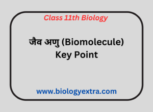 जैव अणु ( biomolecule ) key points
