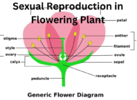 Sexual-Reproduction-in-Flowering-Plant.