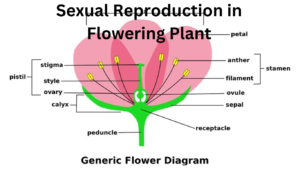 Sexual-Reproduction-in-Flowering-Plant.