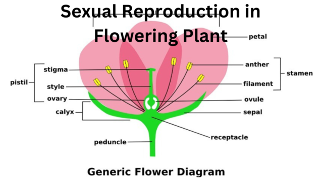 Sexual-Reproduction-in-Flowering-Plant.