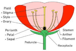PARTS-OF-FLOWER